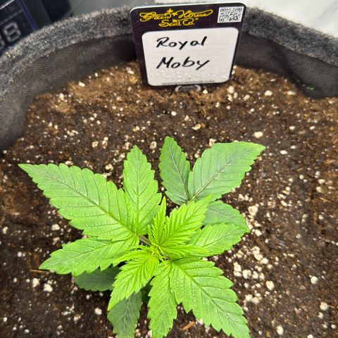Royal Moby growlog timeline photo
