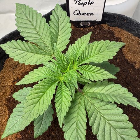 Purple Queen growlog timeline photo