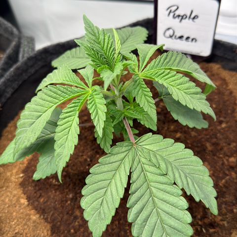 Purple Queen growlog timeline photo