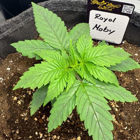 Royal Moby growlog timeline photo
