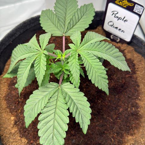 Purple Queen growlog timeline photo