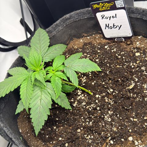 Royal Moby growlog timeline photo
