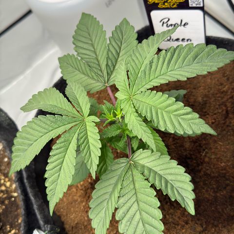 Purple Queen growlog timeline photo