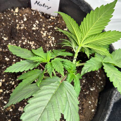 Royal Moby growlog timeline photo