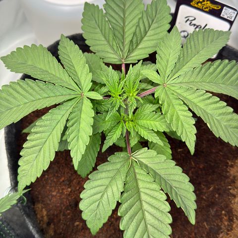 Purple Queen growlog timeline photo