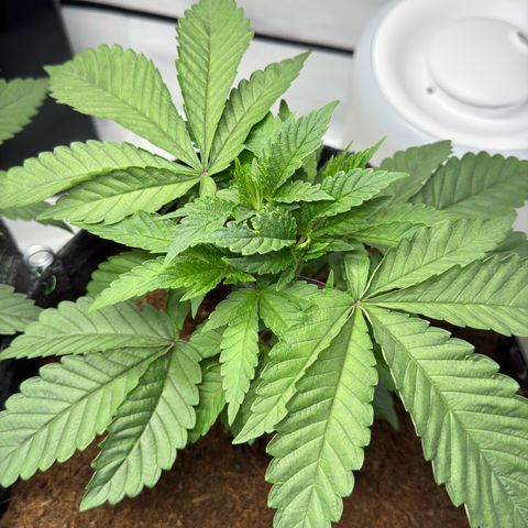 Purple Queen growlog timeline photo