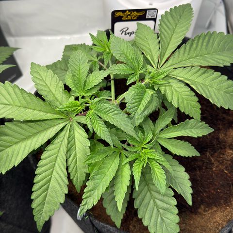 Purple Queen growlog timeline photo