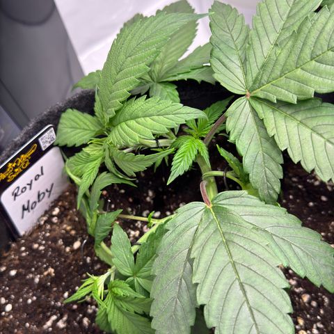 Royal Moby growlog timeline photo