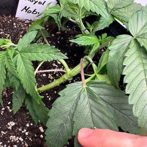 Royal Moby growlog timeline photo