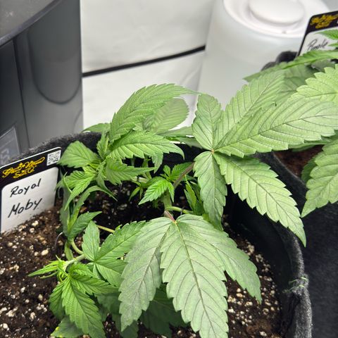Royal Moby growlog timeline photo