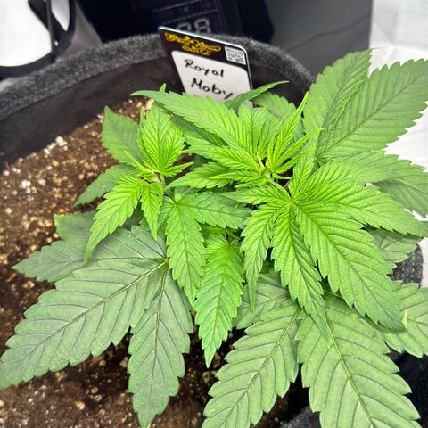 Royal Moby growlog timeline photo