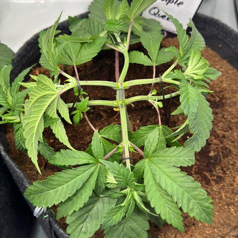 Purple Queen growlog timeline photo