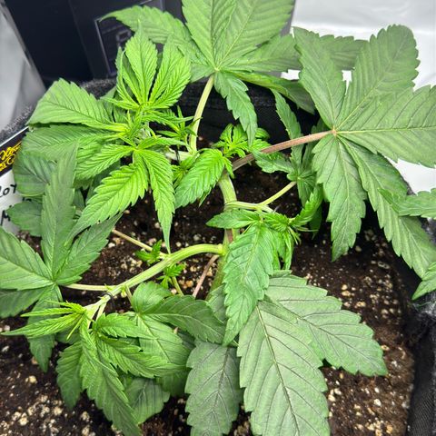 Royal Moby growlog timeline photo