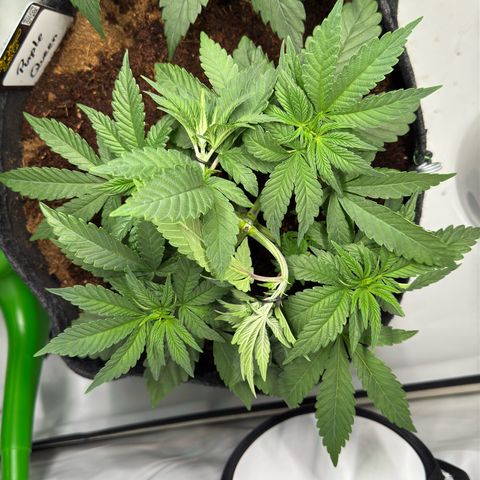 Purple Queen growlog photo: LST angewendet 