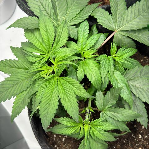 Royal Moby growlog photo: LST angewendet
