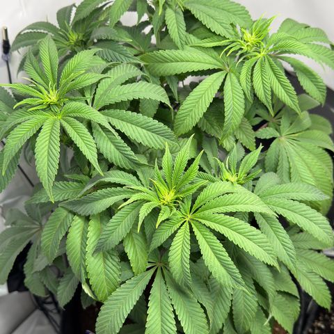 Purple Queen growlog photo: 3,5 L Wasser + entlaubt 