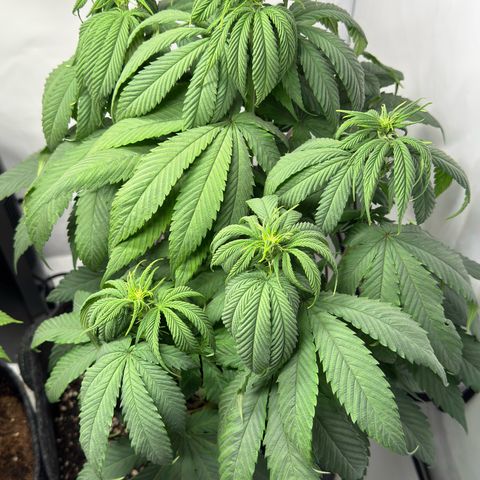 Royal Moby growlog photo: 3,5 L Wasser + entlaubt 