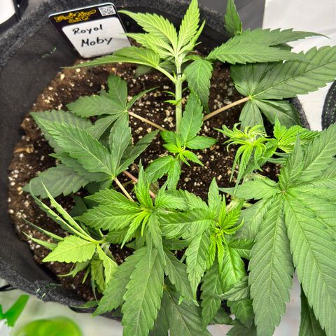 Royal Moby growlog timeline photo
