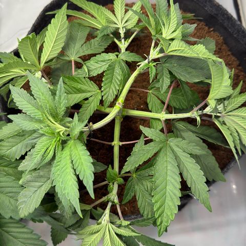 Purple Queen growlog timeline photo