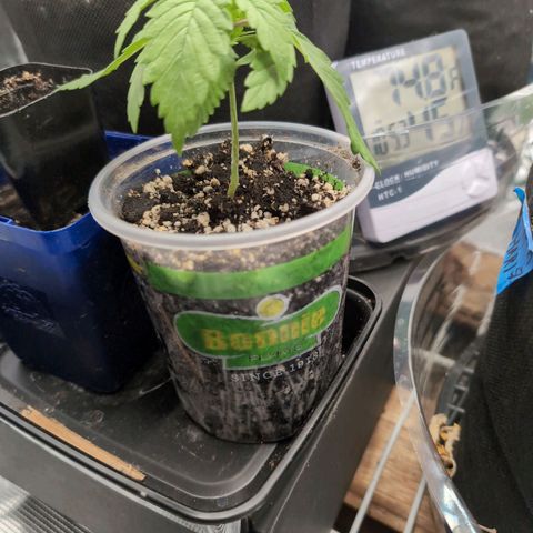 Lemon Trip  growlog timeline photo