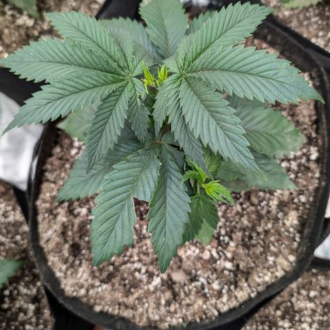 Lemon Trip  growlog timeline photo