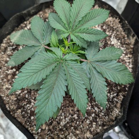 Lemon Trip  growlog timeline photo