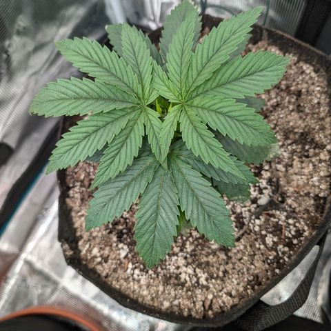 Lemon Trip  growlog timeline photo