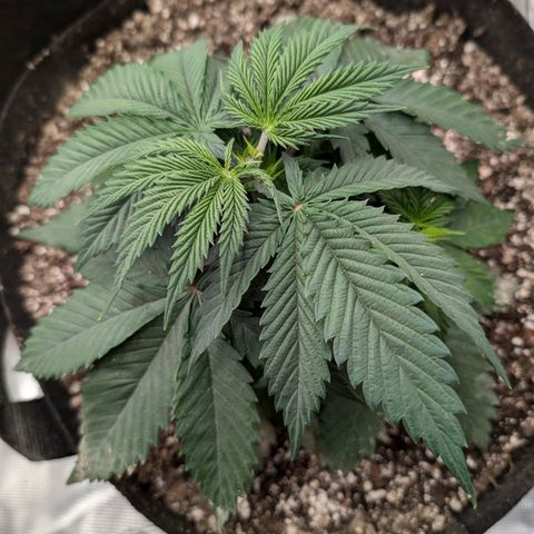 Lemon Trip  growlog timeline photo