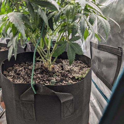 Lemon Trip  growlog timeline photo