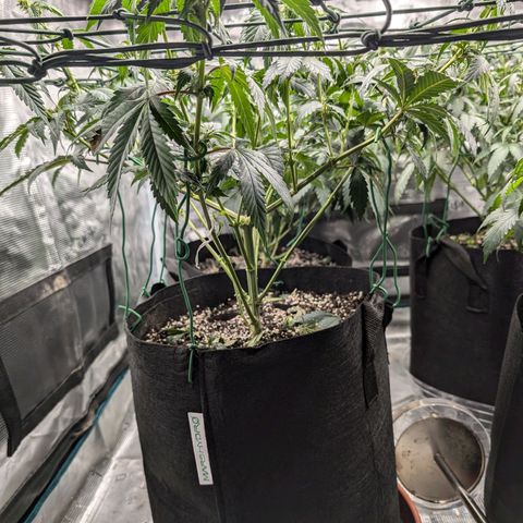 Lemon Trip  growlog timeline photo