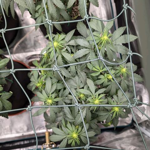 Lemon Trip  growlog timeline photo