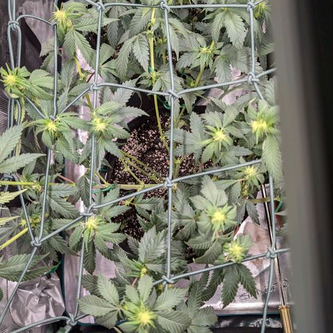 Lemon Trip  growlog timeline photo