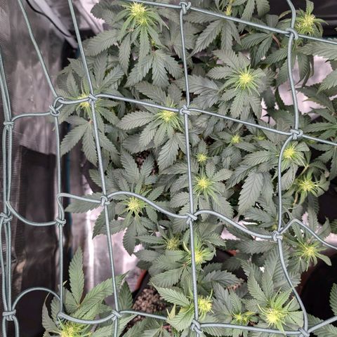 Lemon Trip  growlog timeline photo