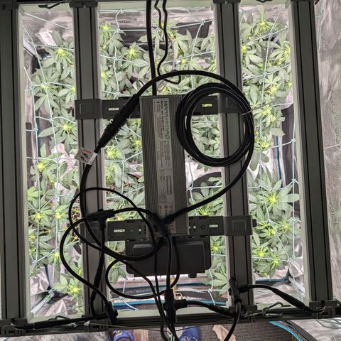 Lemon Trip  growlog timeline photo