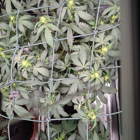 Lemon Trip  growlog timeline photo