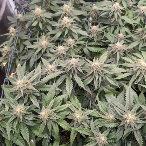 Lemon Trip  growlog timeline photo
