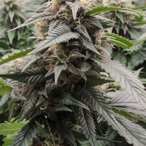 Lemon Trip  growlog timeline photo