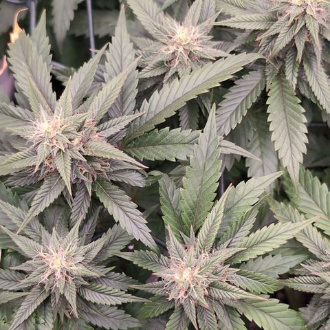 Lemon Trip  growlog timeline photo