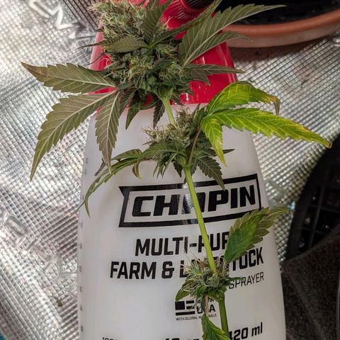 Lemon Trip  growlog timeline photo