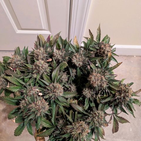 Lemon Trip  growlog timeline photo