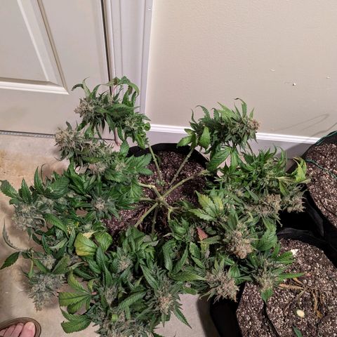 Lemon Trip  growlog timeline photo
