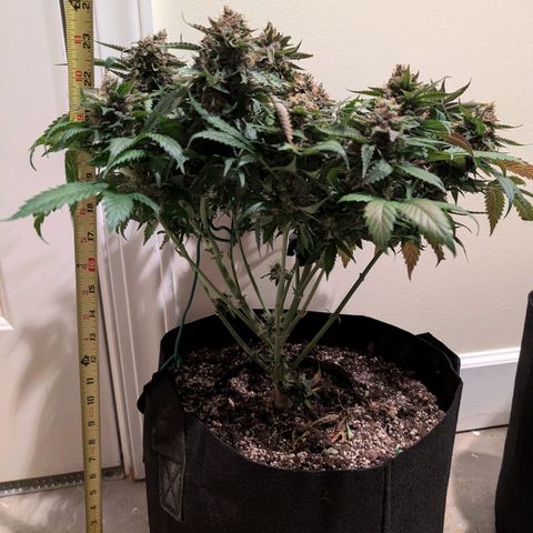 Lemon Trip  growlog timeline photo