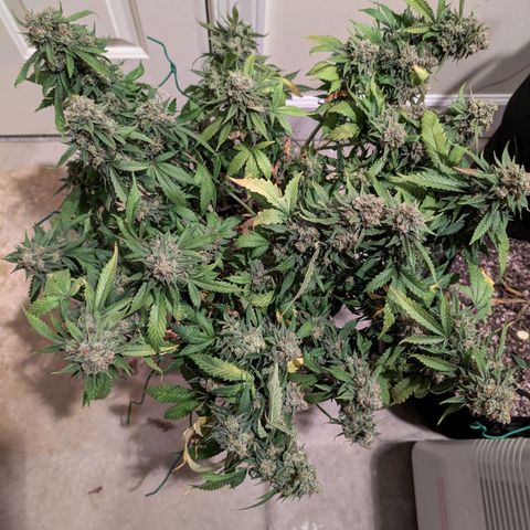 Lemon Trip  growlog timeline photo