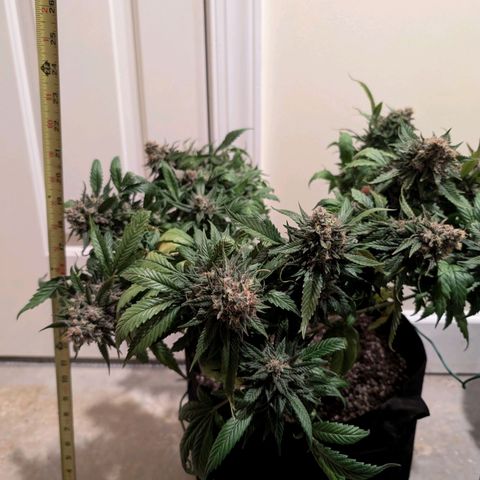 Lemon Trip  growlog timeline photo