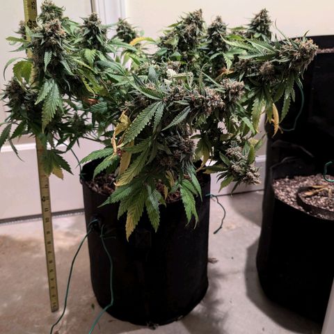 Lemon Trip  growlog timeline photo