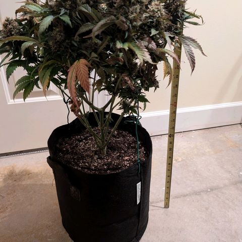 Lemon Trip  growlog timeline photo