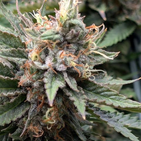 Lemon Trip  growlog photo: Will be done soon if not already.