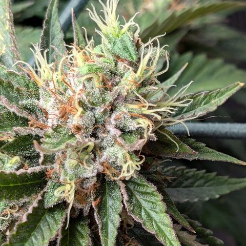 Lemon Trip  growlog photo: Will be done soon if not already.
