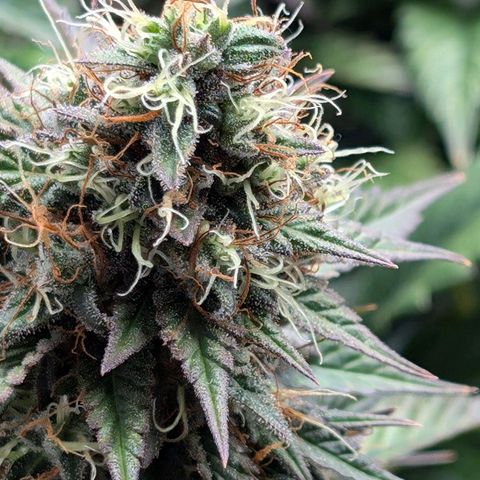Lemon Trip  growlog photo: Will be done soon if not already.