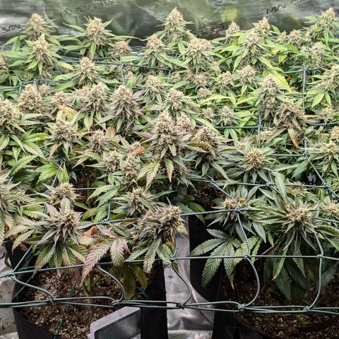 Lemon Trip  growlog photo: Will be done soon if not already.